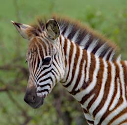 Ngorongoro Zebra