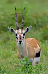 Ngorongoro Gazelle