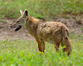 Ngorongoro Golden Jackal