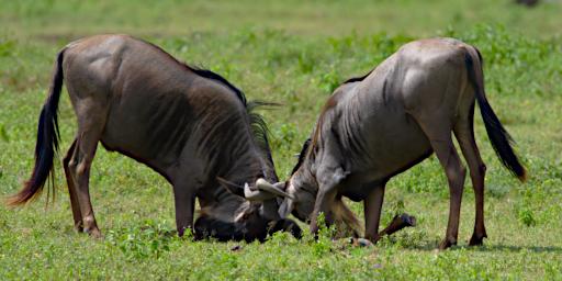 Ngorongoro Wildebeest Fight