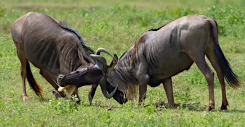 Ngorongoro Wildebeest Fight