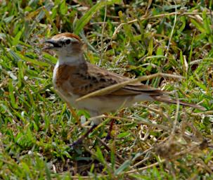 Red Capped Lark