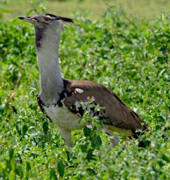 Kori Bustard