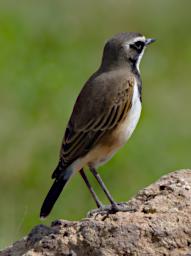 Capped Wheatear