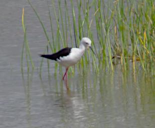 Black Winged Stilt