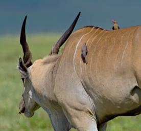 Ngorongoro Eland Bird Red Billed Oxpecker