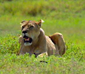 Ngorongoro Lioness