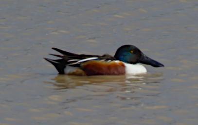 Northern Shoveler
