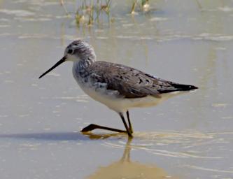 Marsh Sandpiper