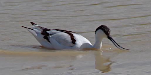 Pied Avocet