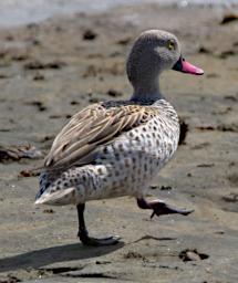 Cape Teal