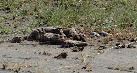 Blacksmith Lapwing Eggs