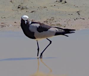Blacksmith Lapwing