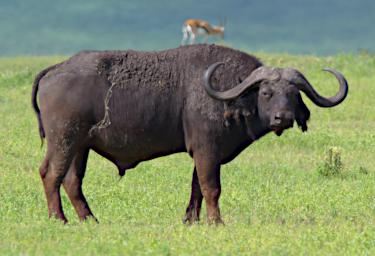 Ngorongoro Cape Buffalo