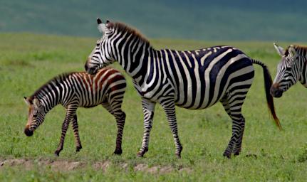 Ngorongoro Zebra