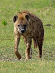 Ngorongoro Spotted Hyena