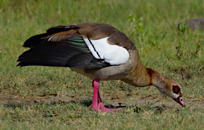 Egyptian Goose