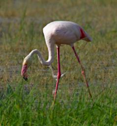 Greater Flamingo
