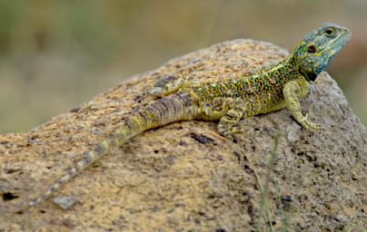 Ngorongoro Blue Headed Tree Agama