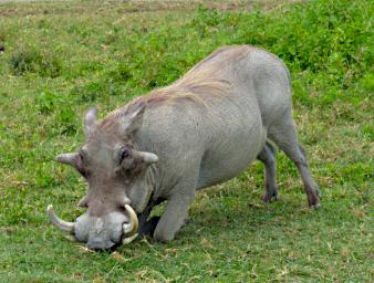 Ngorongoro Warthog