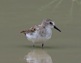 Little Stint