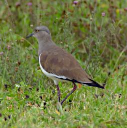 Senegal Lapwing