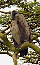 African White Backed Vulture