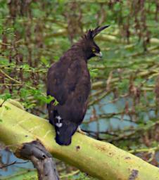 Long Crested Eagle