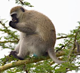 Ngorongoro Black Faced Vervet Monkey