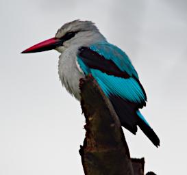 Woodland Kingfisher