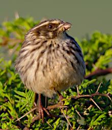 Streaky Seedeater