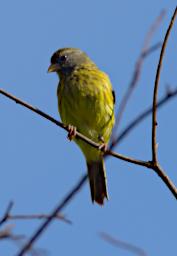 African Citril