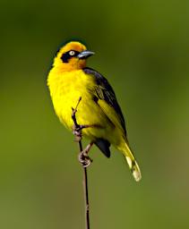 Baglafecht Weaver