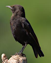 Northern Anteater Chat