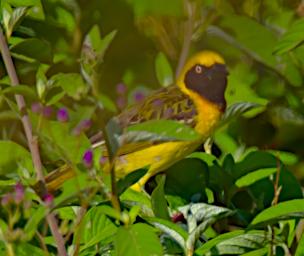 Lesser Masked Weaver