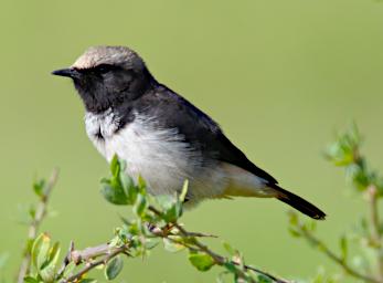 Schalows Wheatear