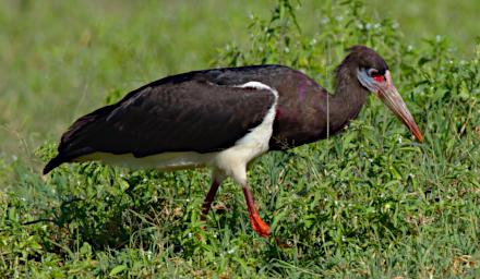 Abdims Stork