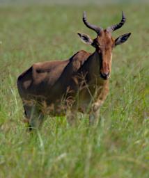 Ngorongoro Hartebeest
