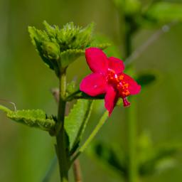 Ngorongoro Flower Hibiscus Aponeurus