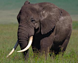 Ngorongoro Elephant