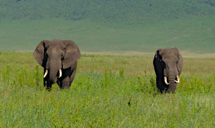 Ngorongoro Elephants