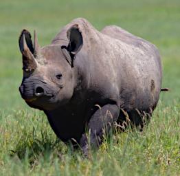 Ngorongoro Rhinocerous
