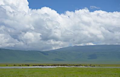 Ngorongoro Cape Buffalo