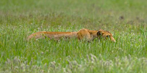 Ngorongoro Lion Hunting Wildebeest