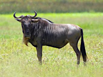 Ngorongoro Wildebeest Prey
