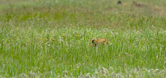 Ngorongoro Lion Hunting Wildebeest