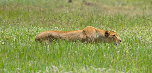 Ngorongoro Lion Hunting Wildebeest