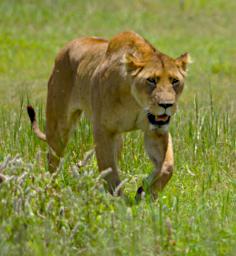 Ngorongoro Lion Failed Hunt