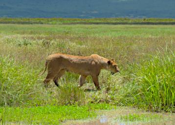 Ngorongoro Lion Failed Hunt