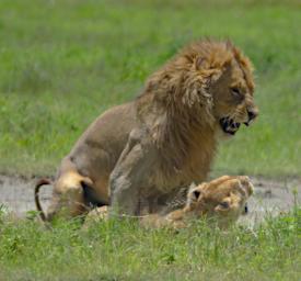 Ngorongoro Lions Breeding